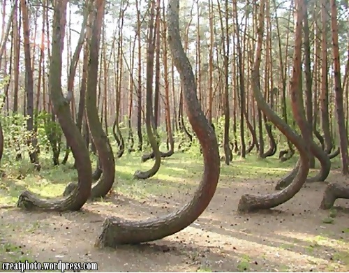 Pokok pokok ini telah dijumpai tumbuh dalam hutan berdekatan Gryfino, Poland. Sebab dan punca yang menjadikan semua pokok ini tumbuh sedemikian masih kekal misteri.